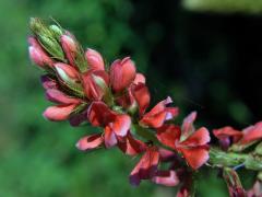 Indigovník (Indigofera hirsuta L.)