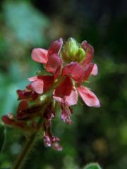 Indigovník (Indigofera hirsuta L.)