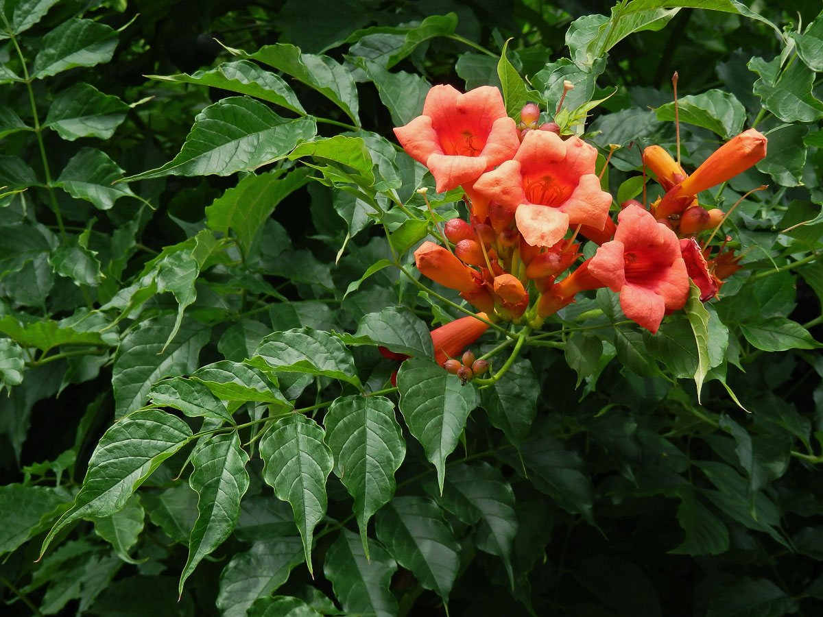 Křivouš kořenující (Campsis radicans (L.) Seemen)