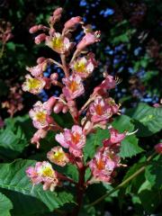 Jírovec pleťový (Aesculus x carnea Hayne)