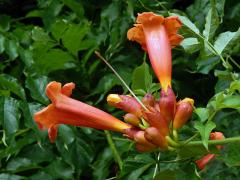 Křivouš kořenující (Campsis radicans (L.) Seemen)