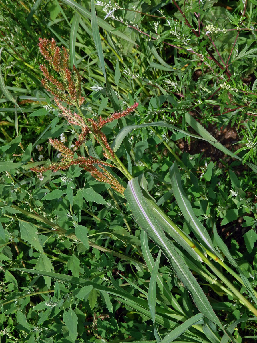 Ježatka kuří noha (Echinochloa crus-galli (L.) P. Beauv.)