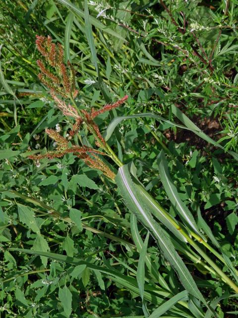 Ježatka kuří noha (Echinochloa crus-galli (L.) P. Beauv.)