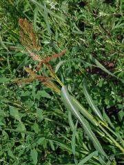 Ježatka kuří noha (Echinochloa crus-galli (L.) P. Beauv.)  