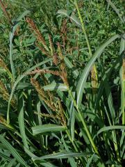 Ježatka kuří noha (Echinochloa crus-galli (L.) P. Beauv.)