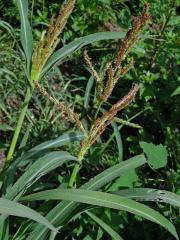 Ježatka kuří noha (Echinochloa crus-galli (L.) P. Beauv.)