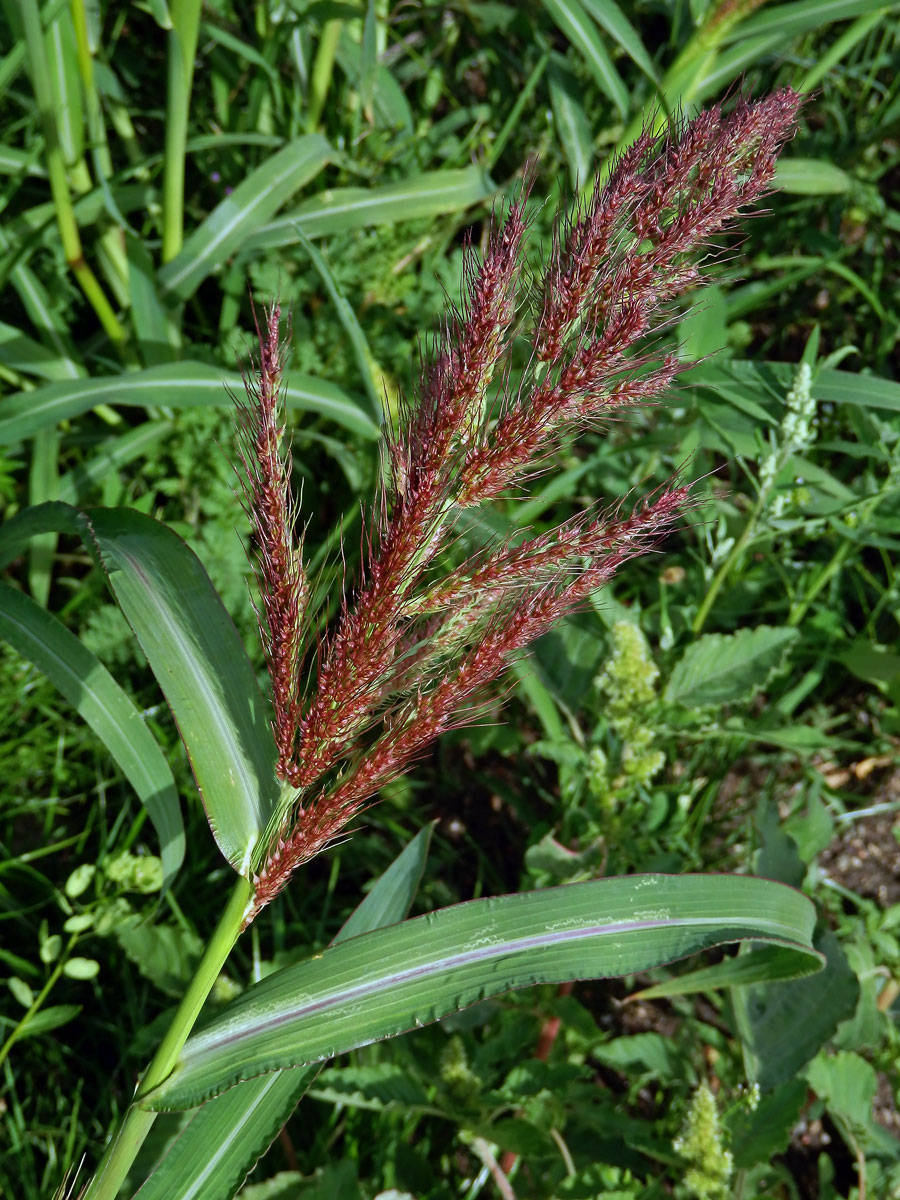 Ježatka kuří noha (Echinochloa crus-galli (L.) P. Beauv.)