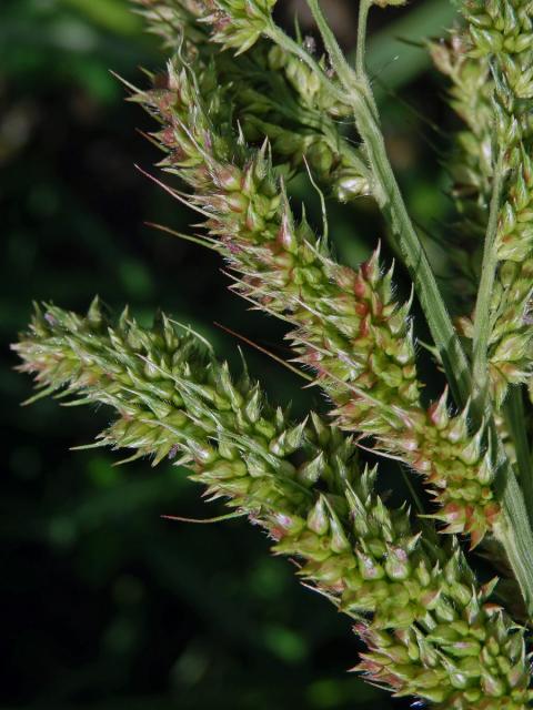 Ježatka kuří noha (Echinochloa crus-galli (L.) P. Beauv.)