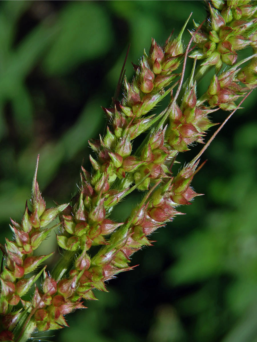 Ježatka kuří noha (Echinochloa crus-galli (L.) P. Beauv.)