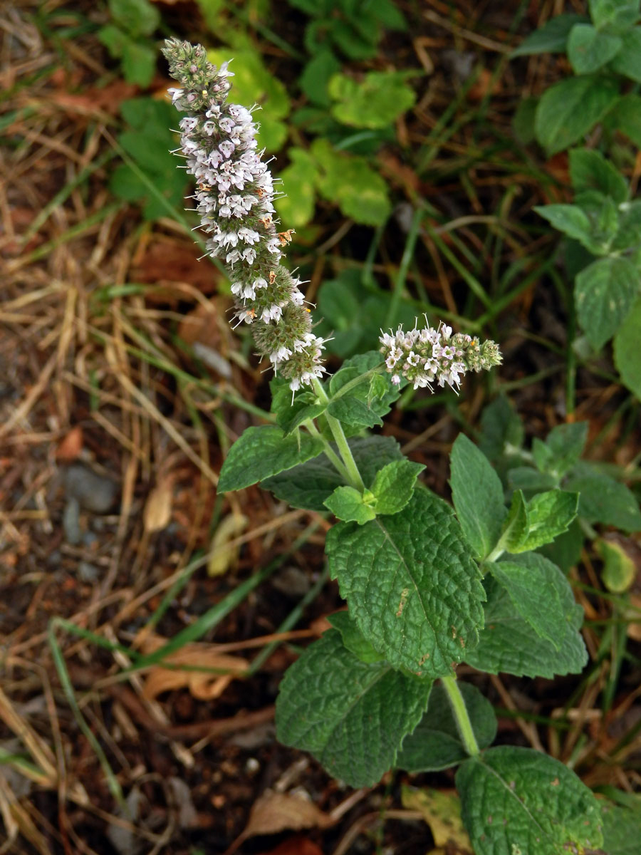 Máta huňatá (Mentha x rotundifolia (L.) Huds.)