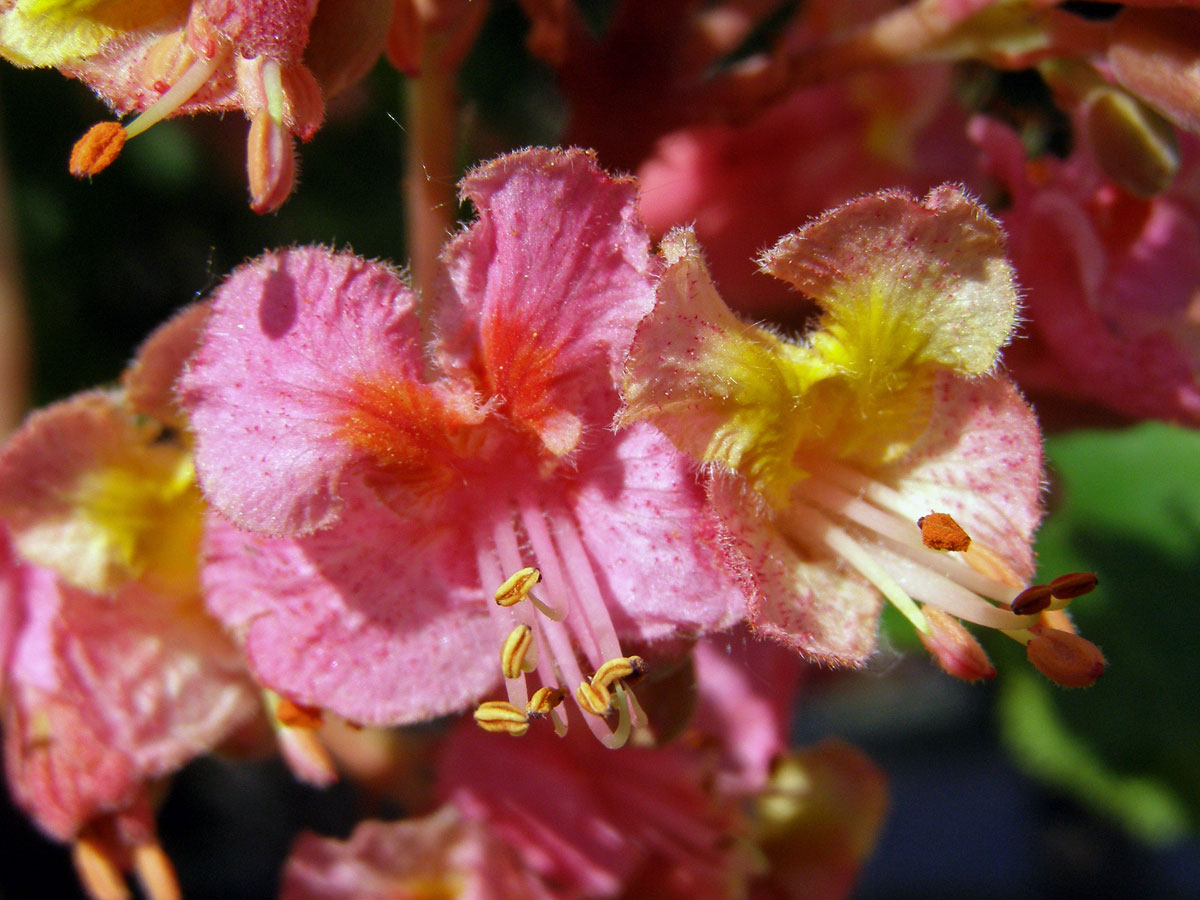 Jírovec pleťový (Aesculus x carnea Hayne)