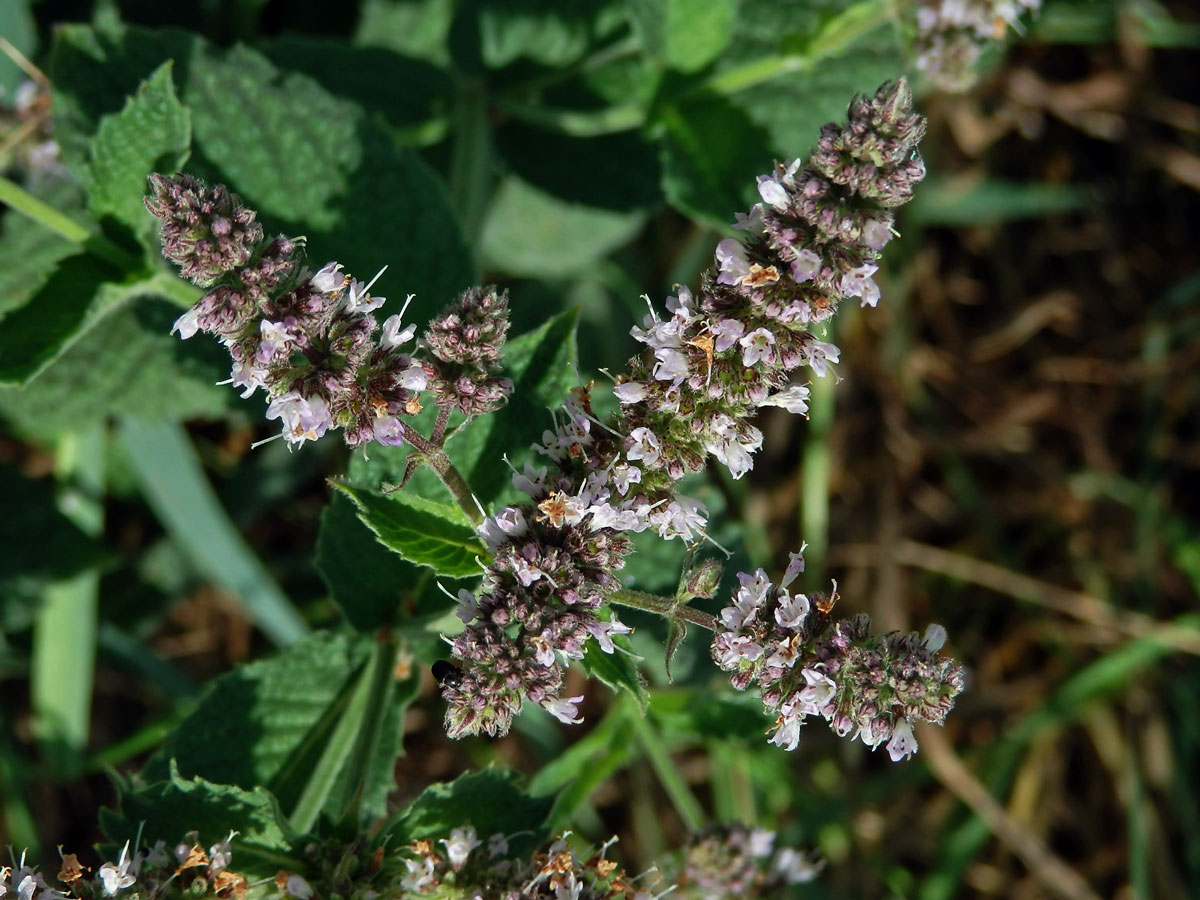 Máta huňatá (Mentha x rotundifolia (L.) Huds.)