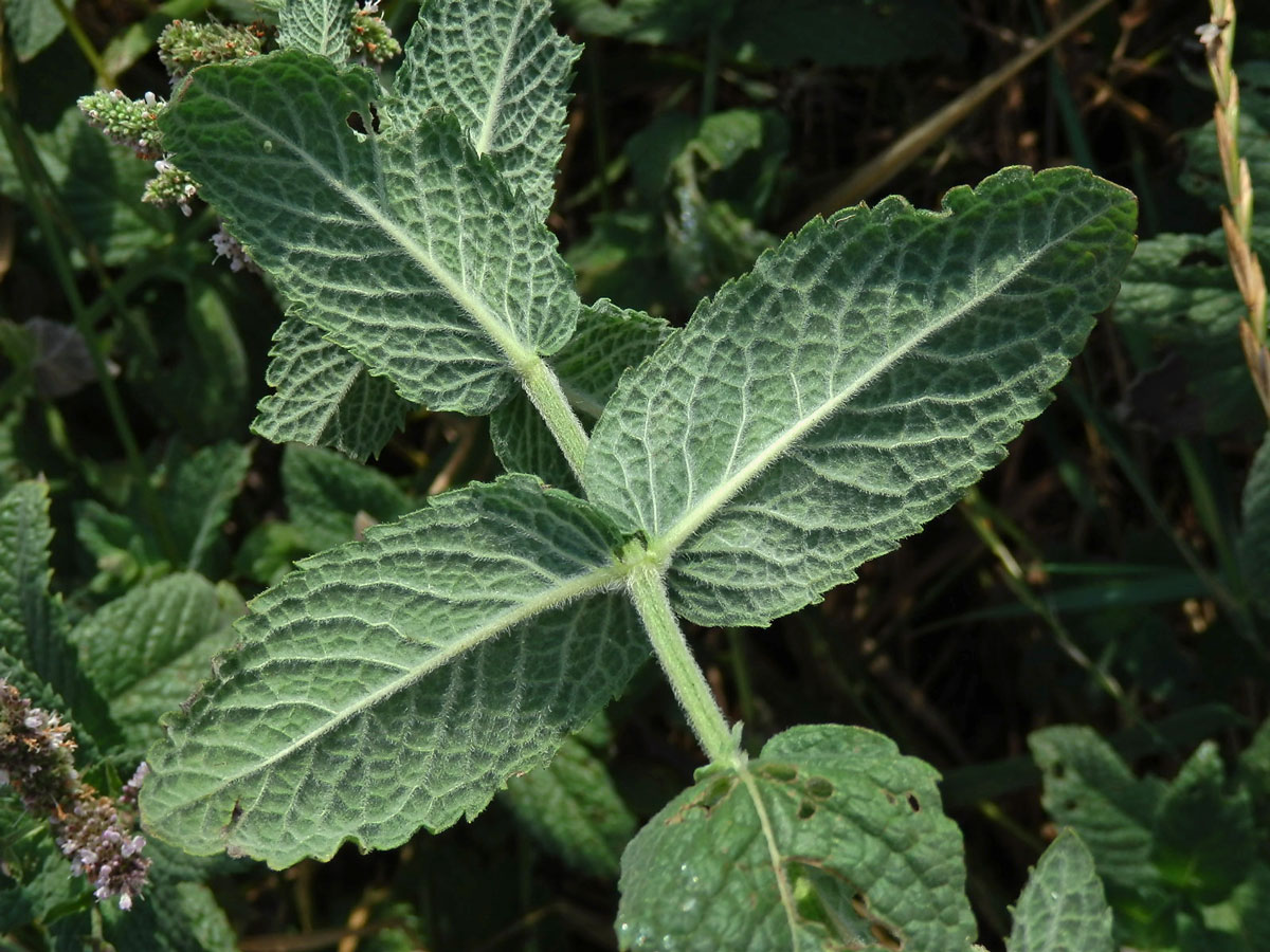 Máta huňatá (Mentha x rotundifolia (L.) Huds.)