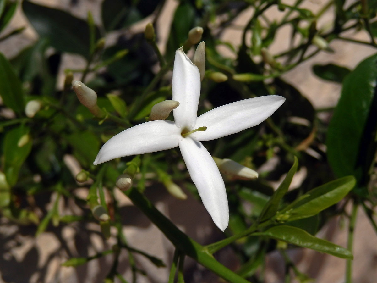 Jasmín (Jasminum azoricum L.), čtyřčetný květ (1)