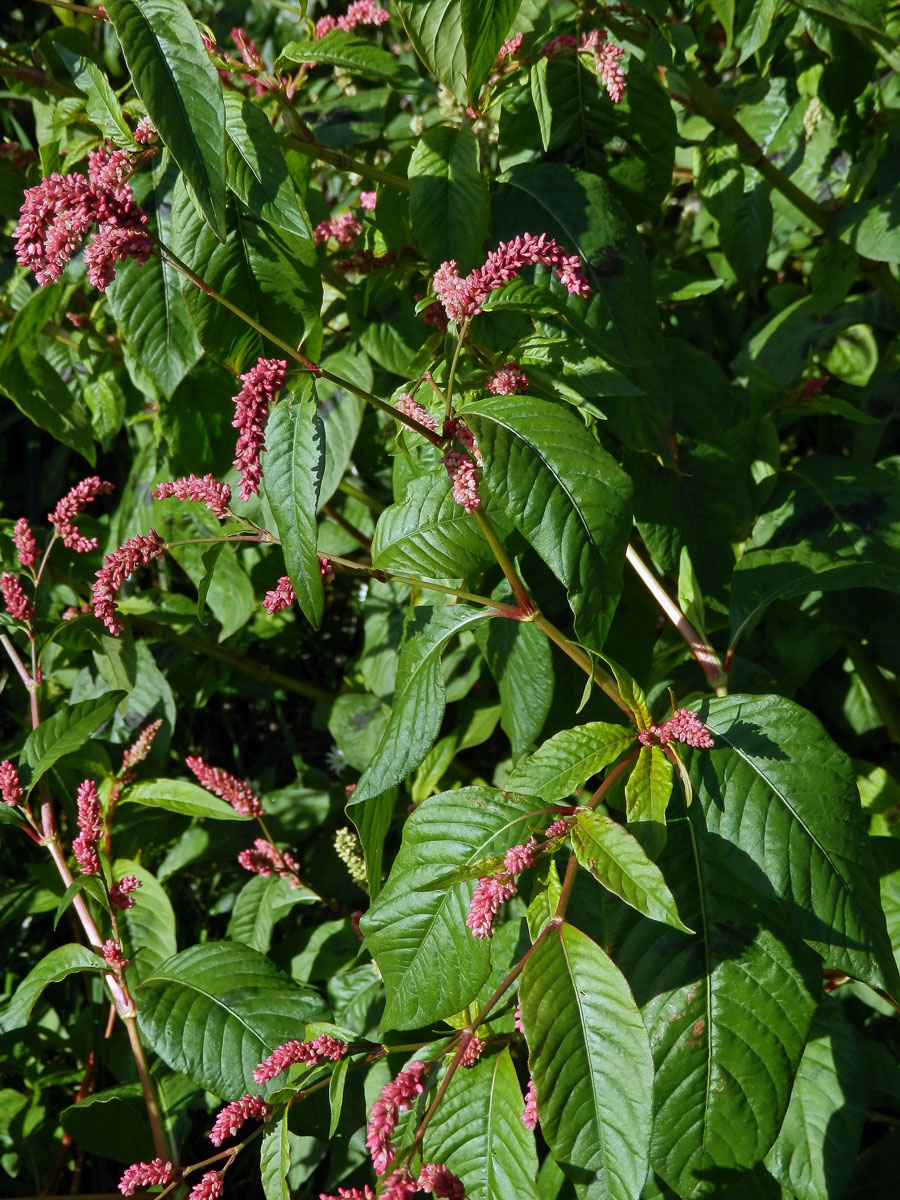 Rdesno blešník skvrnité (Persicaria lapathifolia subsp. brittingeri (Opiz) Soják)