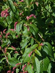 Rdesno blešník skvrnité (Persicaria lapathifolia subsp. brittingeri (Opiz) Soják) 