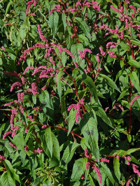 Rdesno blešník skvrnité (Persicaria lapathifolia subsp. brittingeri (Opiz) Soják)