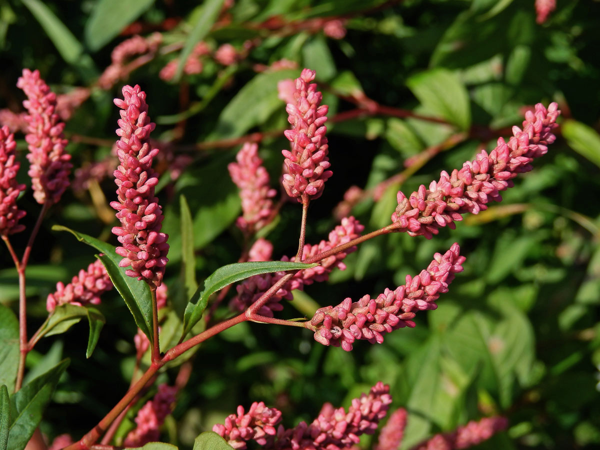 Rdesno blešník skvrnité (Persicaria lapathifolia subsp. brittingeri (Opiz) Soják)