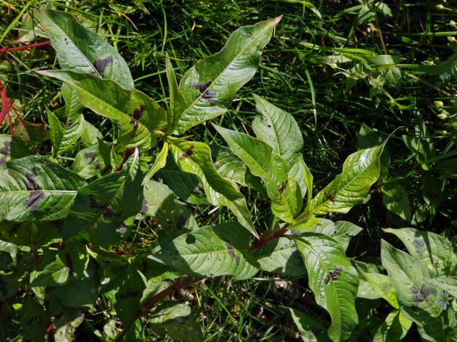 Rdesno blešník skvrnité (Persicaria lapathifolia subsp. brittingeri (Opiz) Soják)