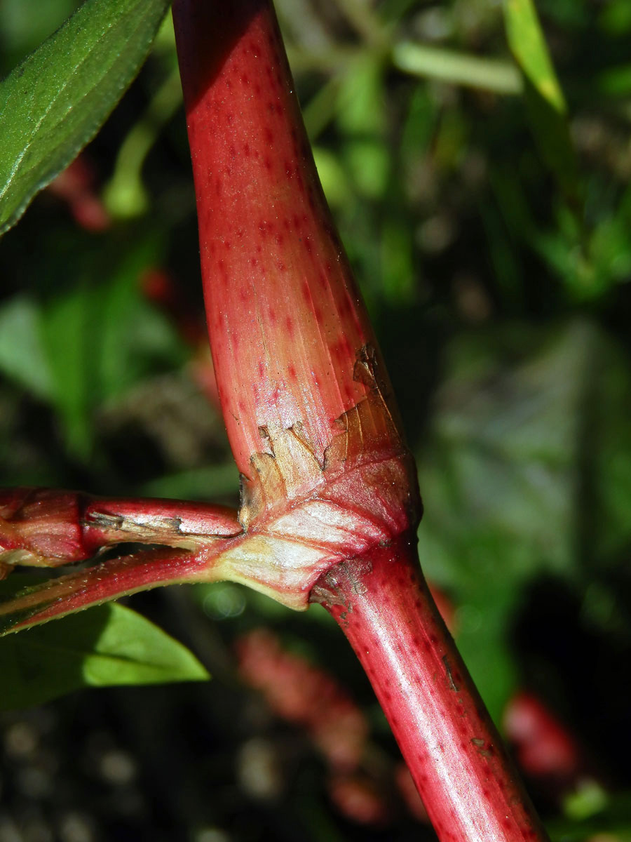 Rdesno blešník skvrnité (Persicaria lapathifolia subsp. brittingeri (Opiz) Soják)