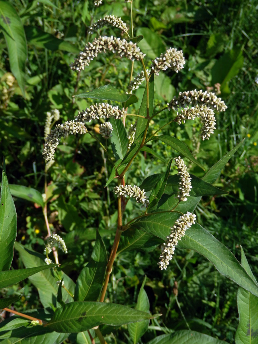 Rdesno blešník bledé (Persicaria lapathifolia subsp. pallida (With.) Á. Löve)