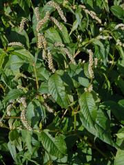 Rdesno blešník bledé (Persicaria lapathifolia subsp. pallida (With.) Á. Löve)