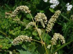 Rdesno blešník bledé (Persicaria lapathifolia subsp. pallida (With.) Á. Löve)