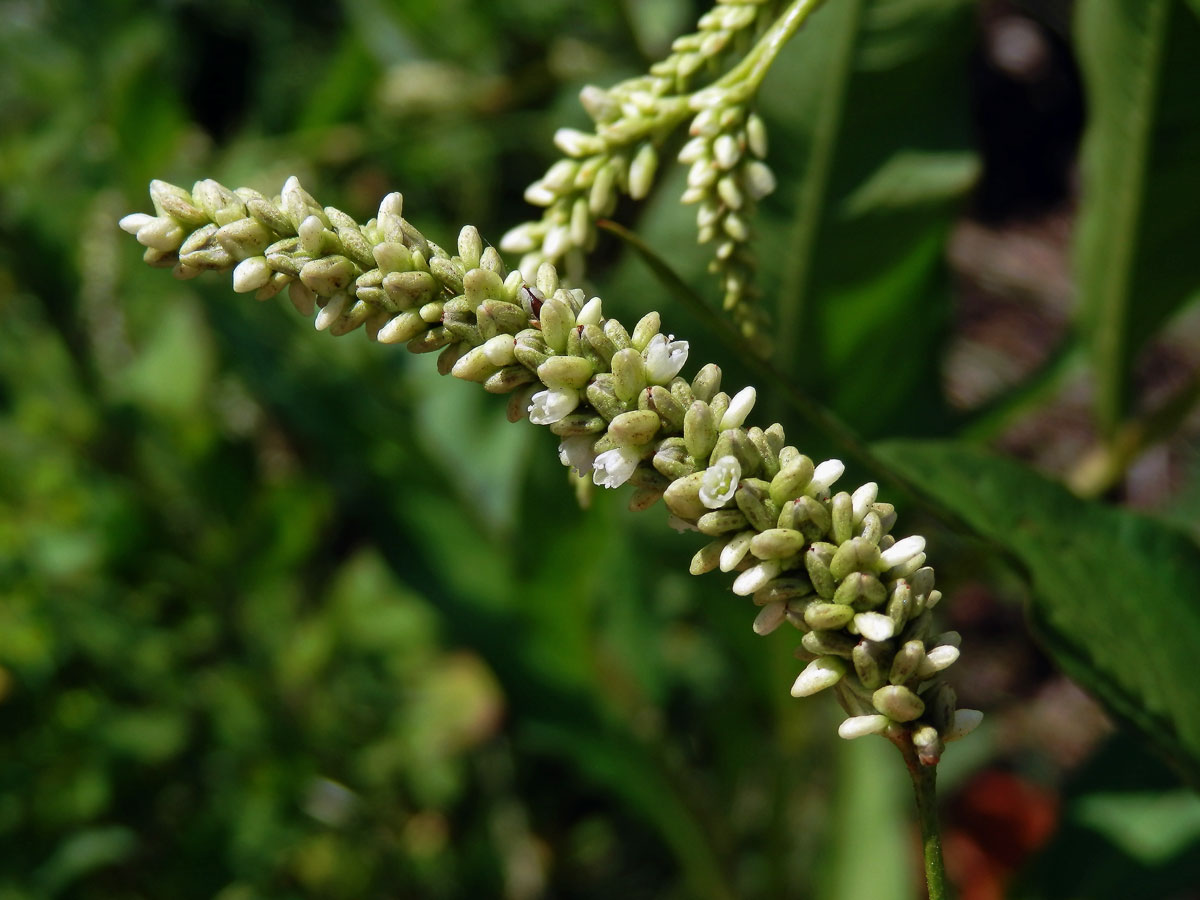 Rdesno blešník bledé (Persicaria lapathifolia subsp. pallida (With.) Á. Löve)