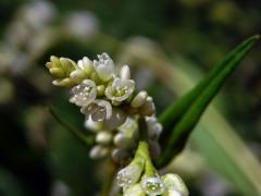 Rdesno blešník bledé (Persicaria lapathifolia subsp. pallida (With.) Á. Löve)