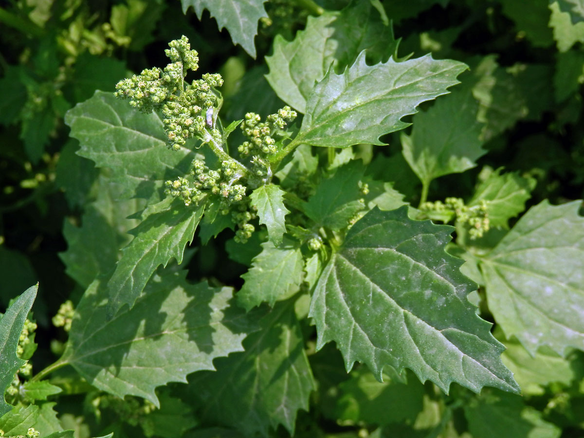 Merlík zední (Chenopodium murale L.)