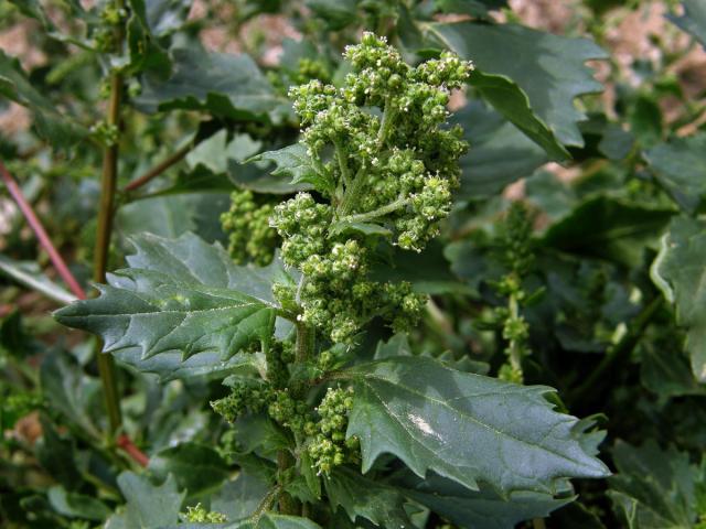 Merlík zední (Chenopodium murale L.)