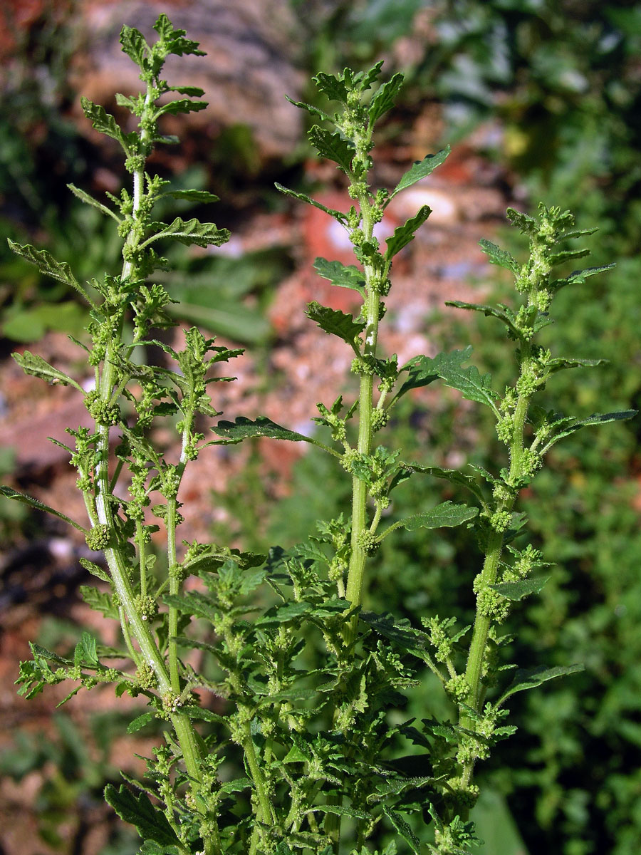 Merlík trpasličí (Chenopodium pumilio R. Br.)