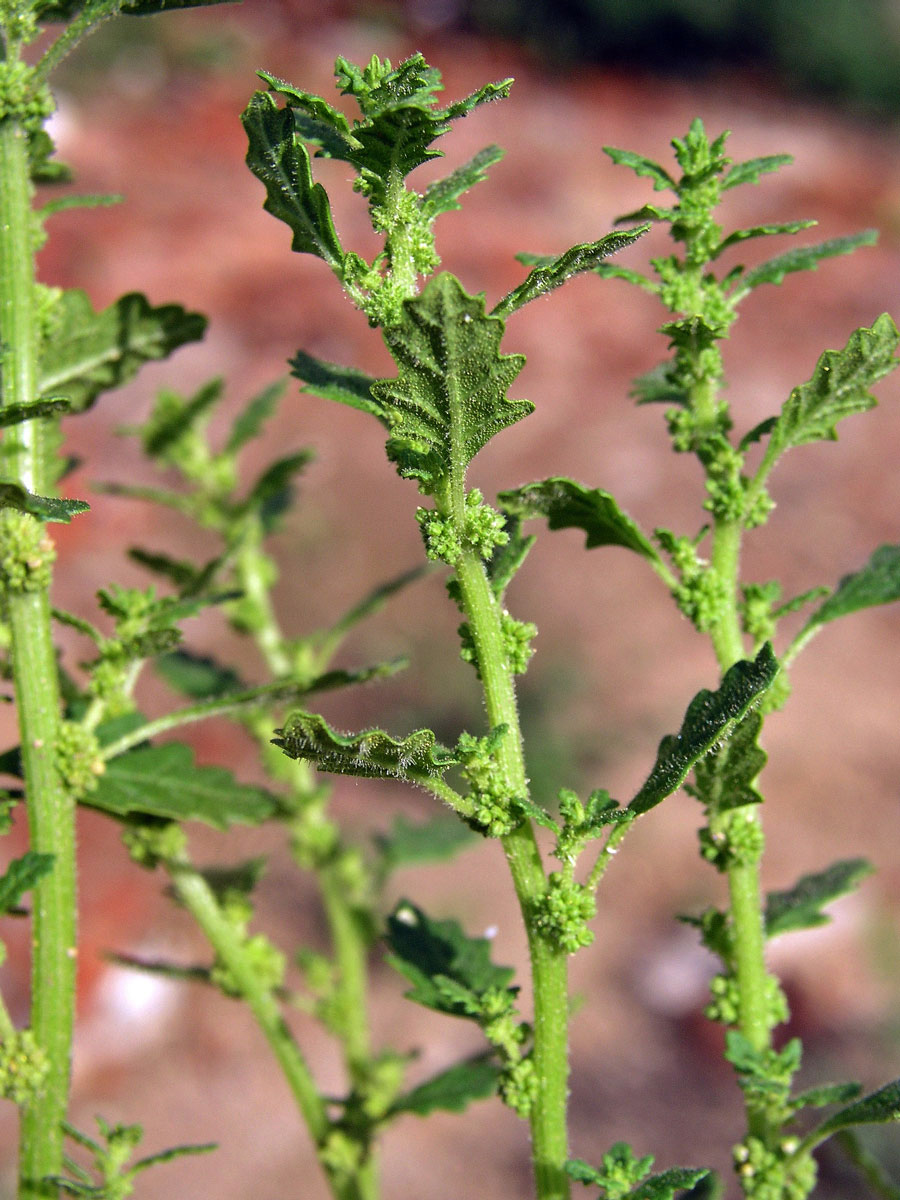 Merlík trpasličí (Chenopodium pumilio R. Br.)