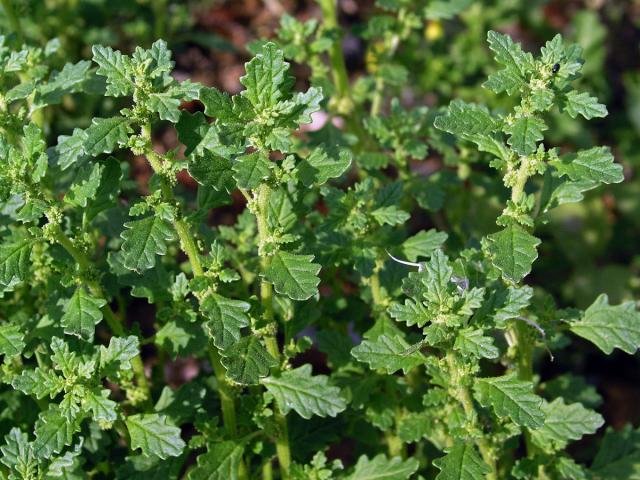 Merlík trpasličí (Chenopodium pumilio R. Br.)