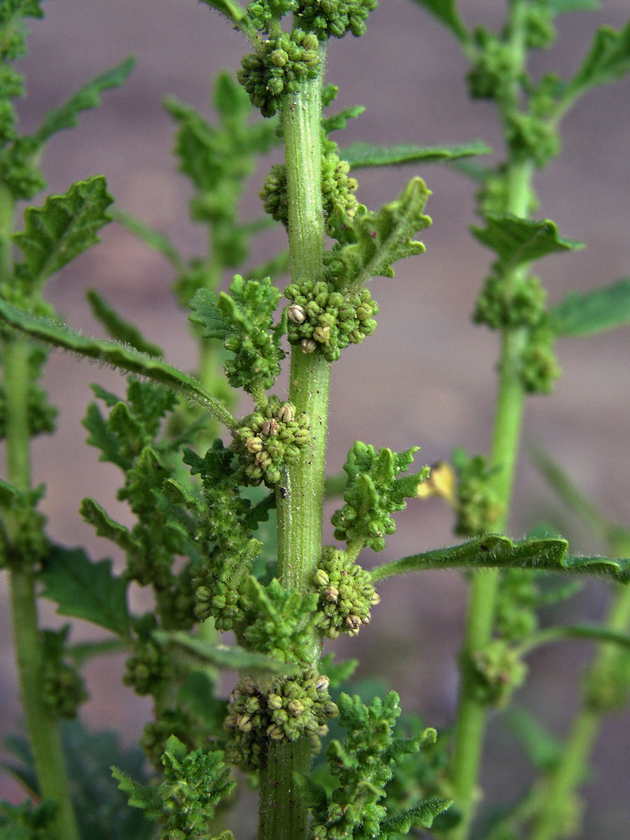 Merlík trpasličí (Chenopodium pumilio R. Br.)