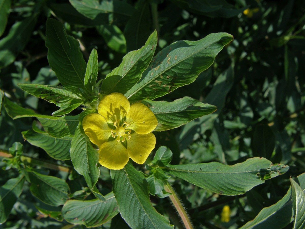 Zakucelka (Ludwigia peploides (Kunth) P. H. Raven)