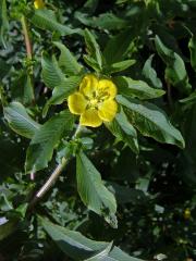 Zakucelka (Ludwigia peploides (Kunth) P. H. Raven)