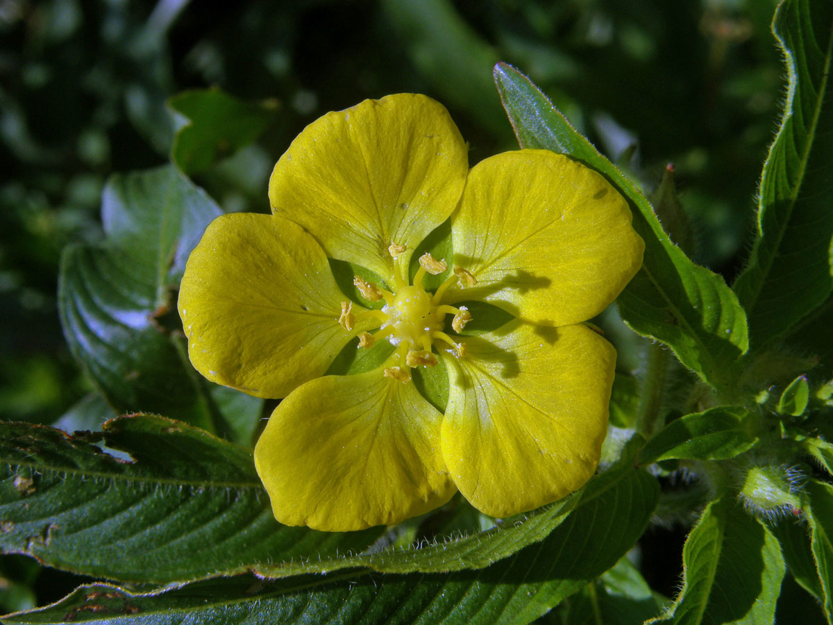 Zakucelka (Ludwigia peploides (Kunth) P. H. Raven)