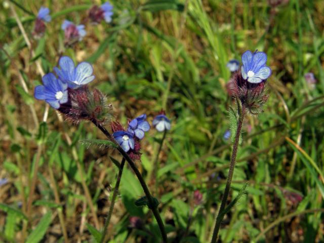 Pilát krétský (Anchusa cretica Miller)