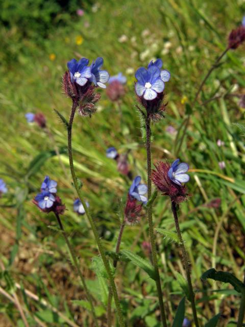 Pilát krétský (Anchusa cretica Miller)