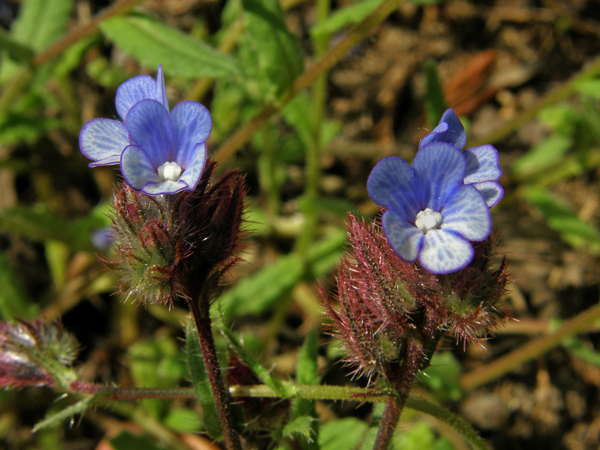 Pilát krétský (Anchusa cretica Miller)