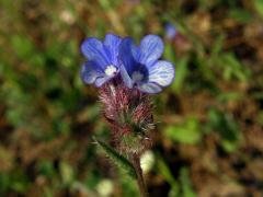 Pilát krétský (Anchusa cretica Miller)