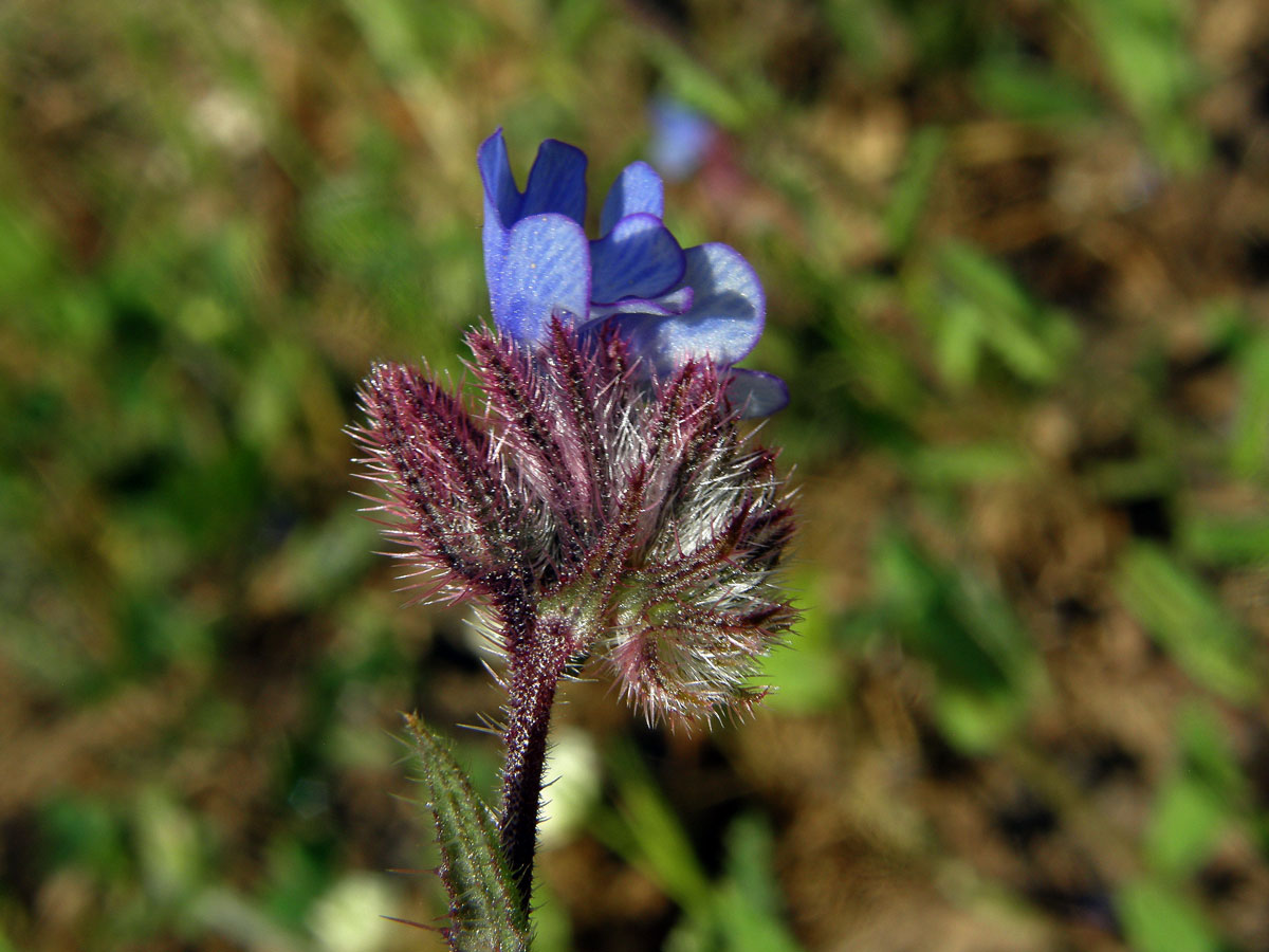 Pilát krétský (Anchusa cretica Miller)