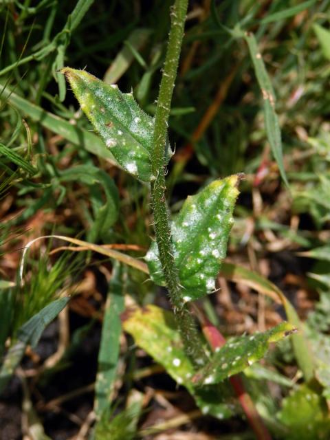 Pilát krétský (Anchusa cretica Miller)