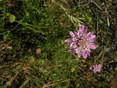 Hlaváč (Scabiosa maritima L.)