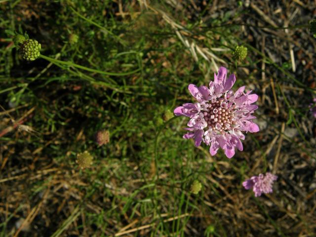 Hlaváč (Scabiosa maritima L.)