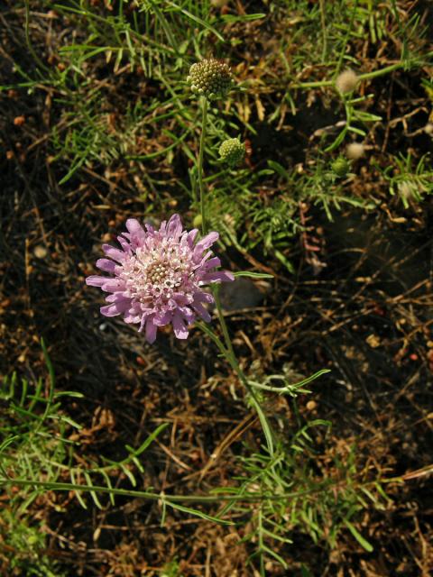 Hlaváč (Scabiosa maritima L.)