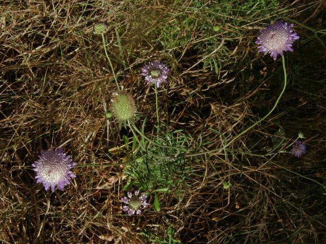 Hlaváč (Scabiosa maritima L.)