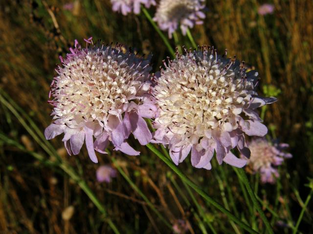 Hlaváč (Scabiosa maritima L.)