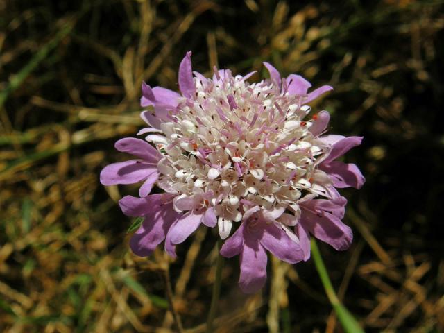 Hlaváč (Scabiosa maritima L.)